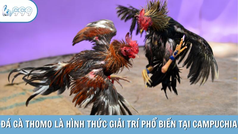 Đá gà Thomo là hình thức giải trí phổ biến tại Campuchia
