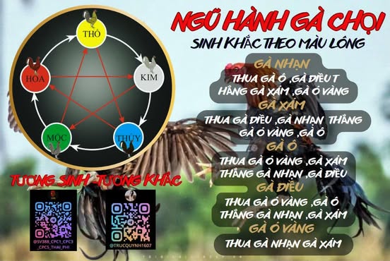 NGŨ HÀNH GÀ CHỌI LÀ GÌ
